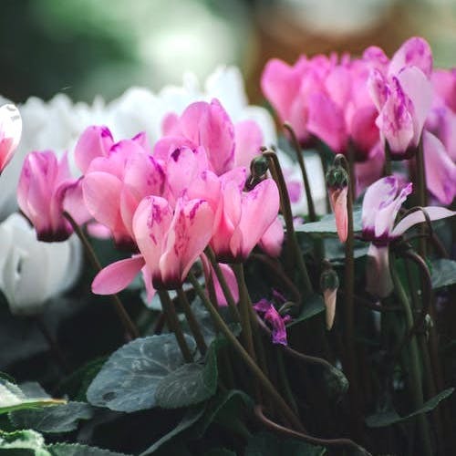 別れ を意味する花言葉の花12選 見た目とは裏腹な意味を持つ花を季節別にご紹介 Folk Gree ニュース