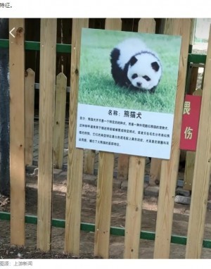 中国の動物園、集客のためチャウチャウを染め“パンダ犬”にして物議 - Techinsight japan - GREE ニュース