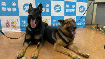 わずか20分で行方不明者を発見 お手柄警察犬を表彰 神奈川県警瀬谷警察 